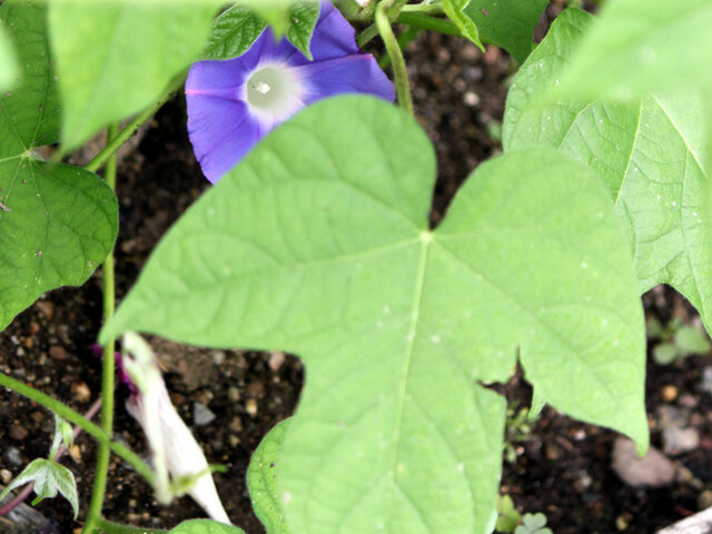 牵牛花　原種