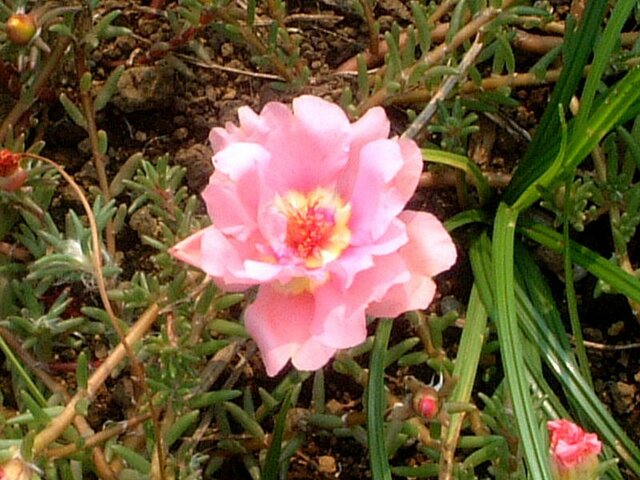 誕生花 8月21日 金水引 松葉牡丹 科技研花图画书