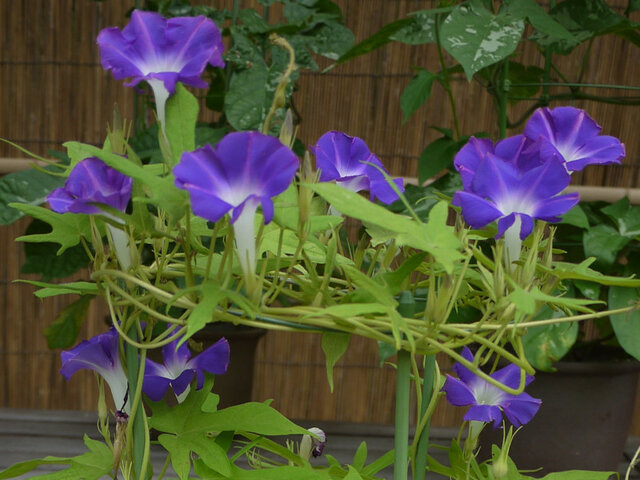 変化牵牛花 ’'黄尾长蜻蜓叶深蓝白切花'