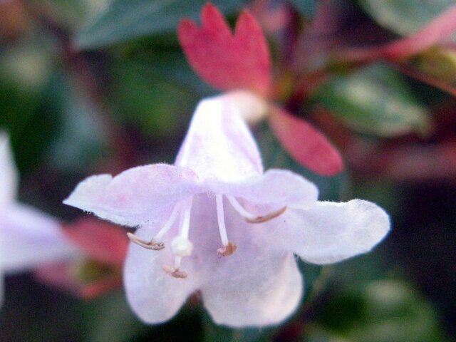 Pink Abelia 