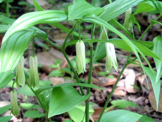 Disporum sessile 