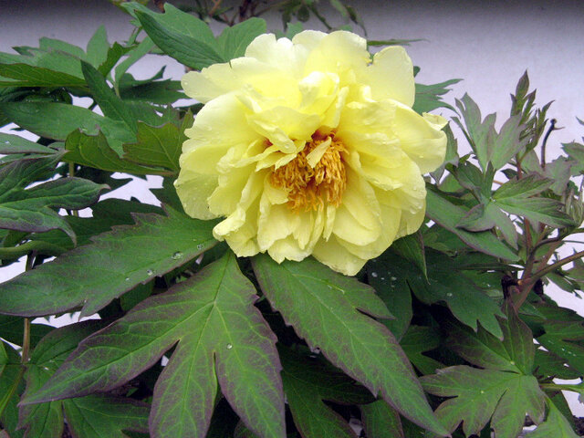 Paeonia suffruticosa