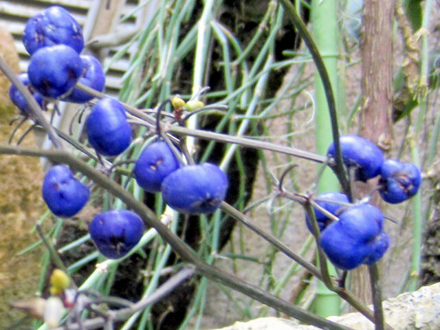 Dianella ensifolia