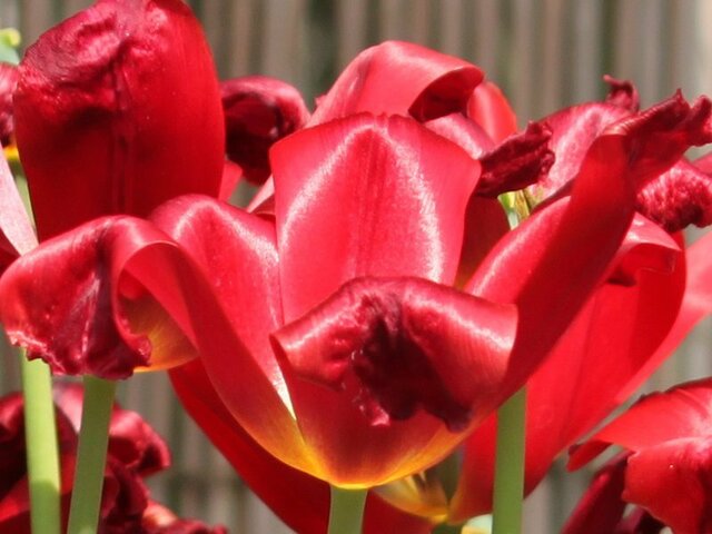 Tulipa Ｒed label