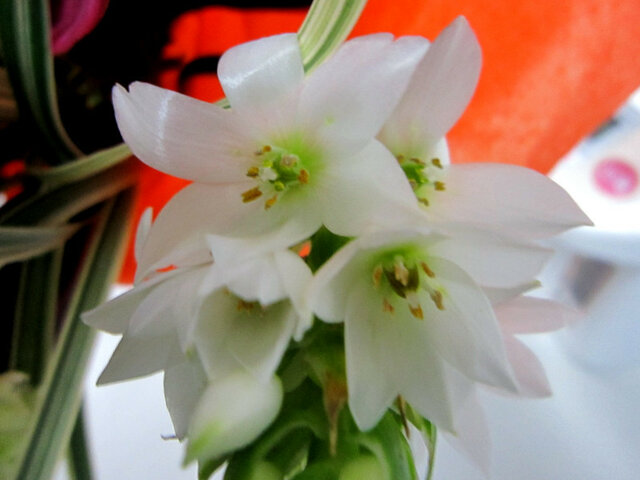 南アフリカの花 かぎけん花図鑑