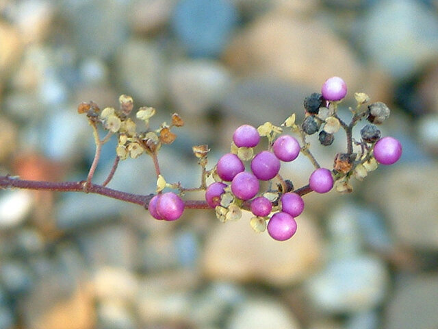 11月4日の誕生花と花言葉 紫式部 サフラン 谷渡 科技研花图画书