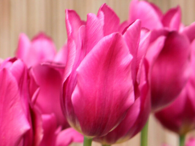 Tulip