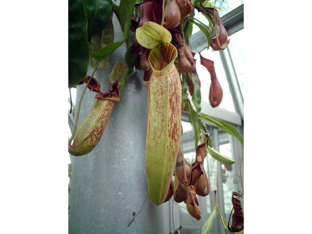 Nepenthes rafflesiana