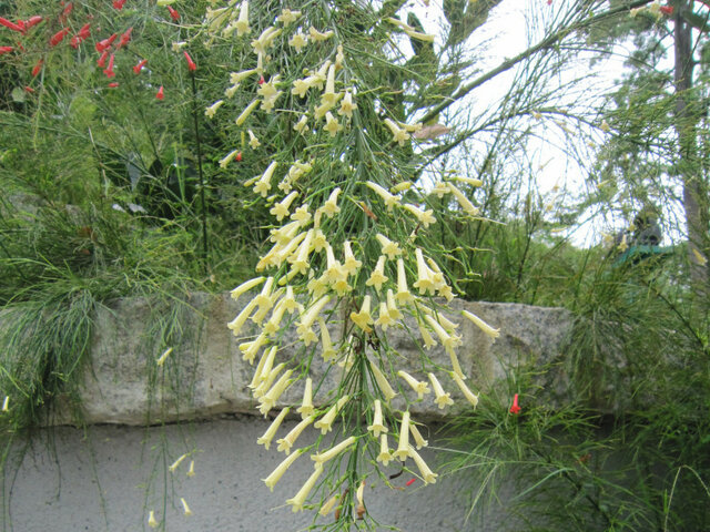 Coral plant