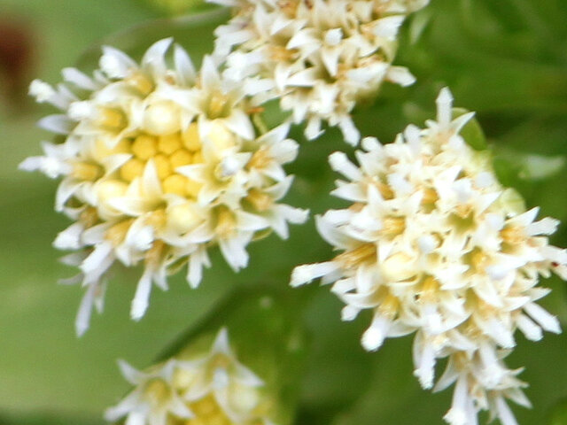 Petasites japonicus