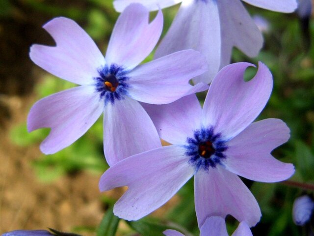 Moss phlox 