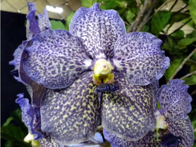 Vanda Trevor-rathbone 'Back panther'