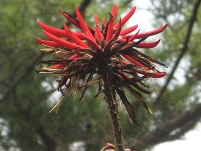 デイゴ | Erythrina variegata | かぎけん花図鑑