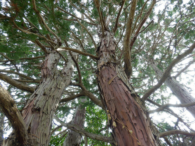 Golden threadleaf sawara cypress