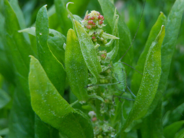 Trigonotis brevipes