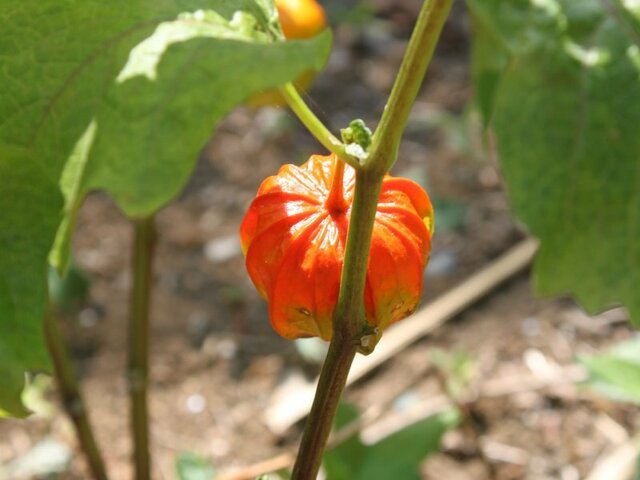 Physalis alkekengi