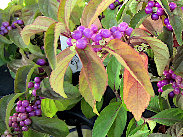 Japanese beautyberry