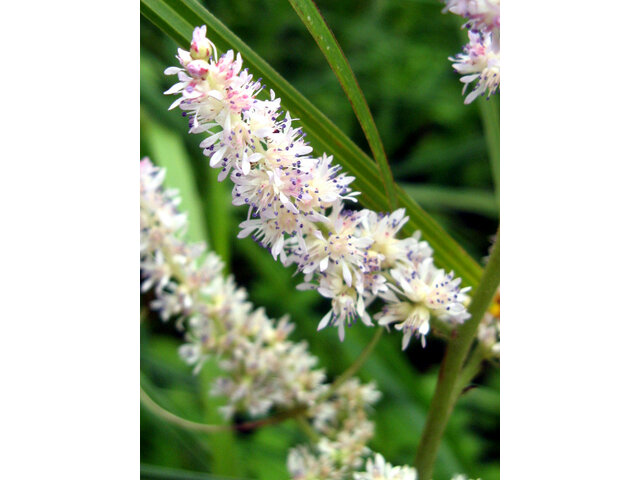 Astilbe microphyll