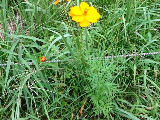 Cosmos sulphureus