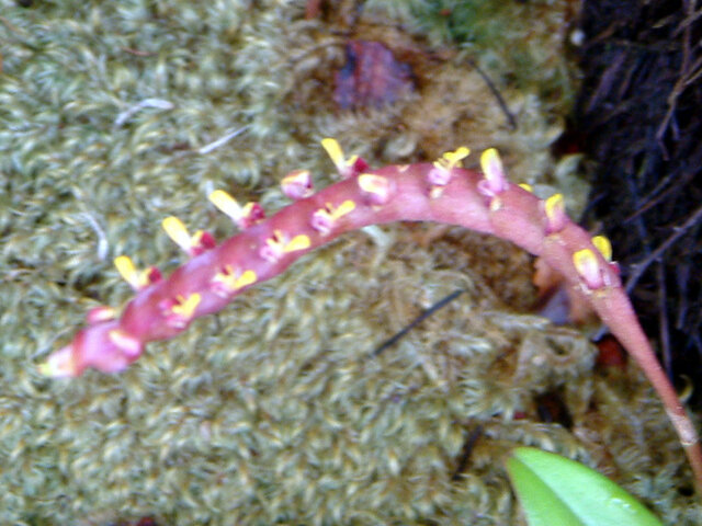 Bulbophyllum jungle gem