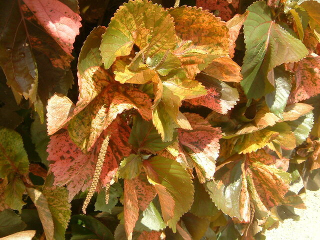 Acalypha wilkesiana