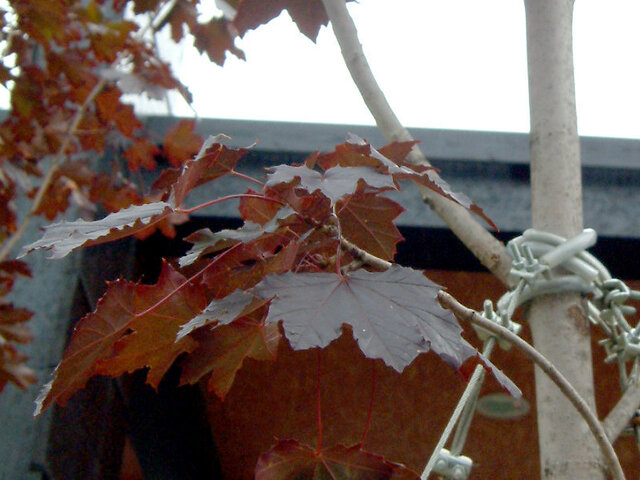 Acer 'Crimson King'