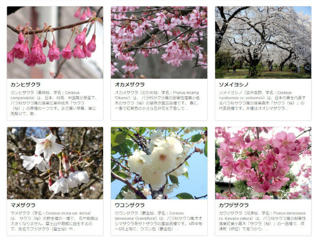 サクラ 桜 さくら 桜花 Sakura かぎけん花図鑑