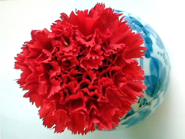 Carnation