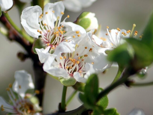 4月28日の誕生花 ゆすら梅 桜草 科技研花图画书