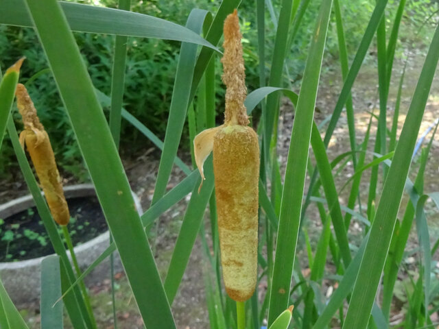 Cattails