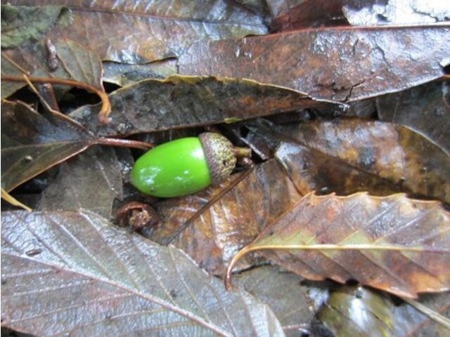 コナラ Quercus Serrata かぎけん花図鑑