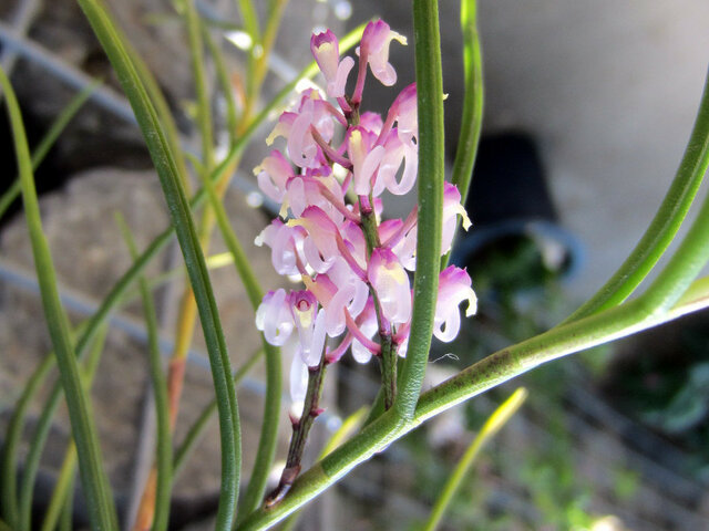 Schoenorchis juncifolia