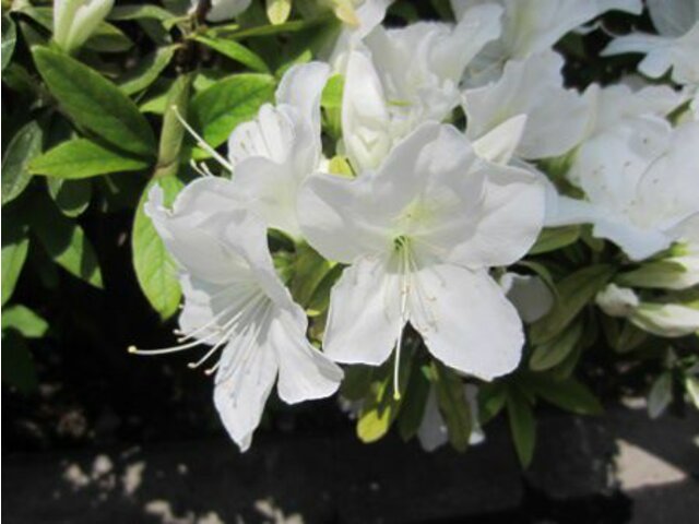 Rhododendron pulchrum