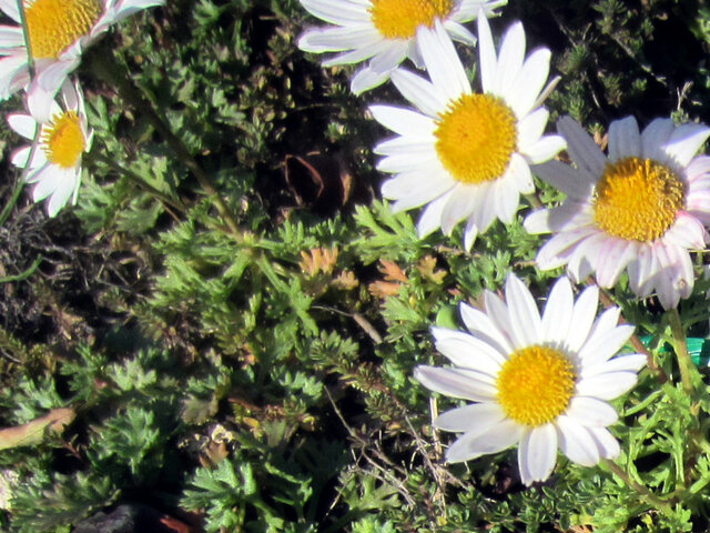 Zawadsky's chrysanthemum