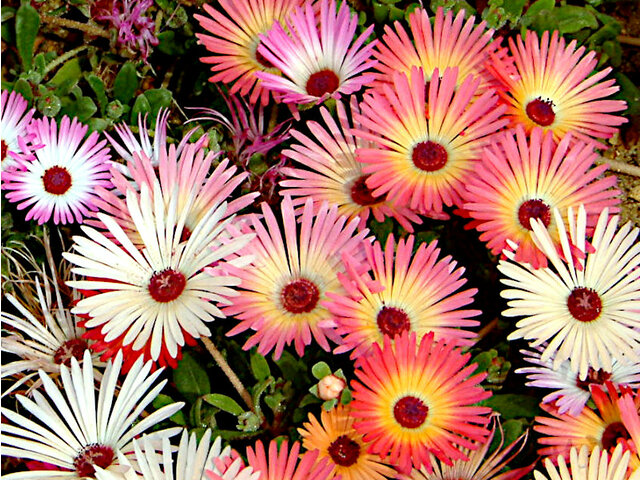 Livingstone Daisy