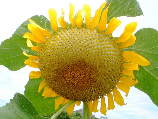 誕生花 8月5日 向日葵 紫露草 エリカ 科技研花图画书