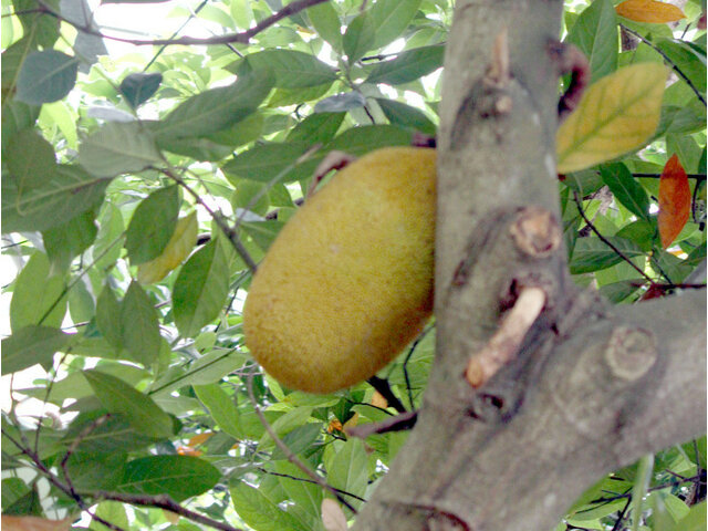 Jackfruit