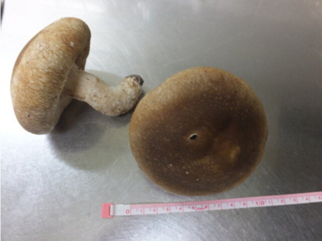 Shiitake mushroom