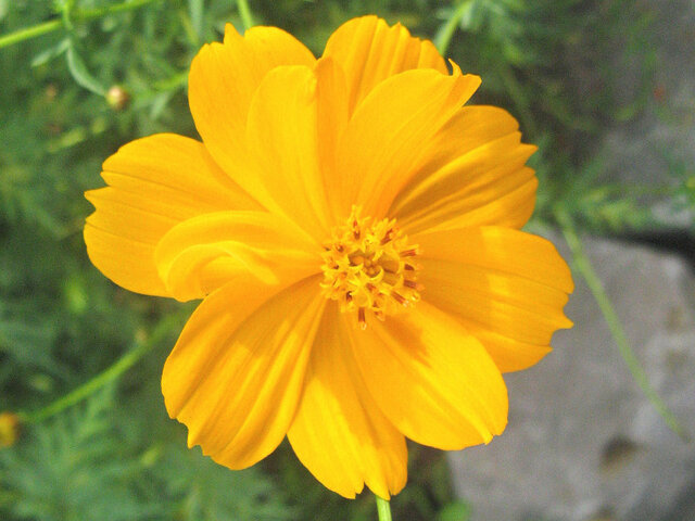 Cosmos sulphureus