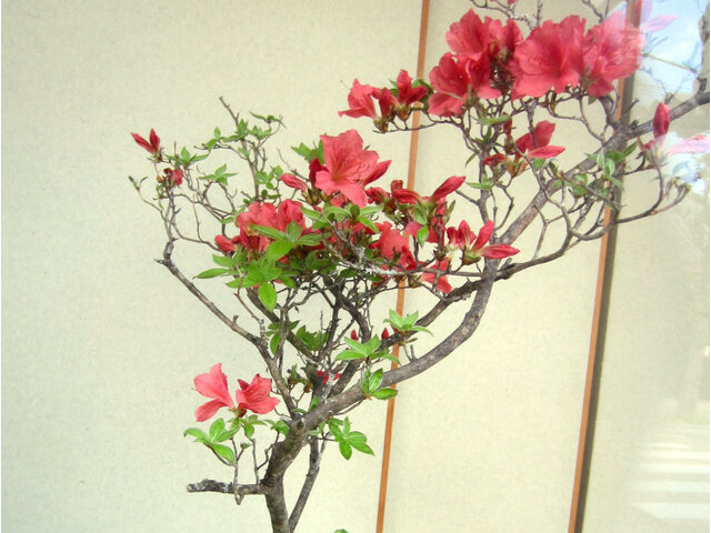 ヤマツツジ | Rhododendron kaempferi | かぎけん花図鑑