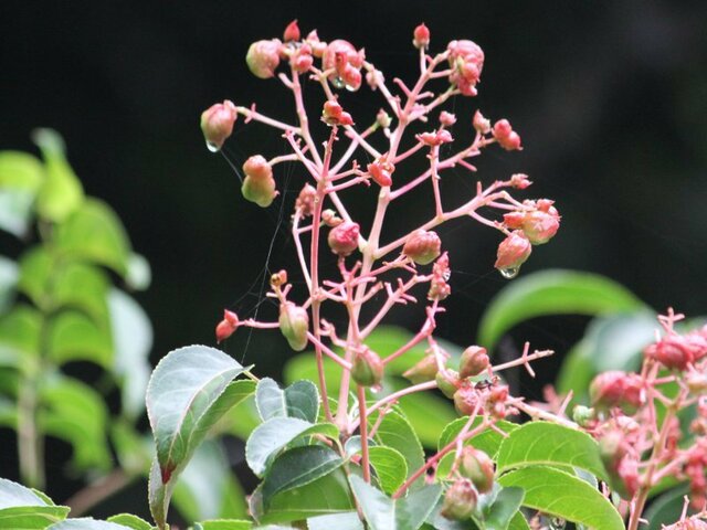 野鸦椿