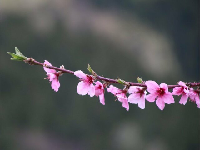 9月16日の誕生花 竜胆 折り鶴蘭 科技研花图画书