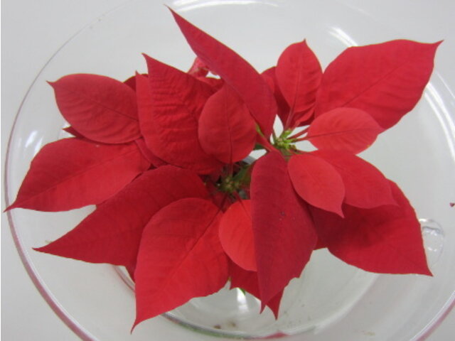 Poinsettia