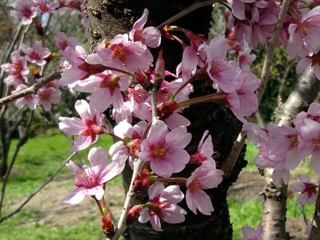 Keio-zakura