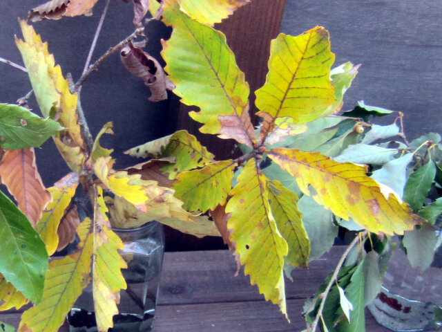 Quercus crispula