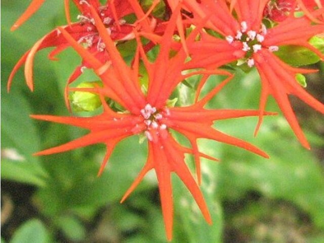 11月8日の誕生花 仙翁 柊 科技研花图画书