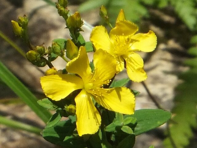 Hypericum tosaense