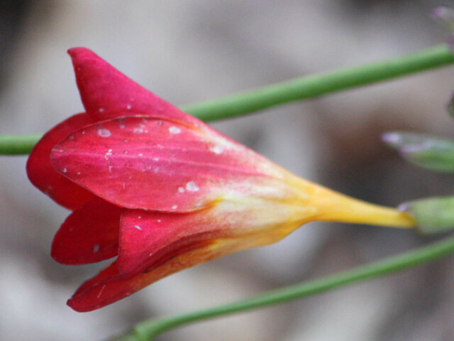1月24日の誕生花 サフラン フリージア Flower Database