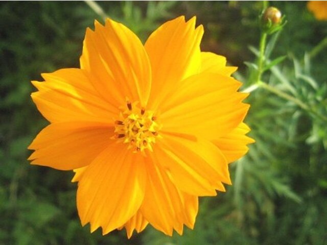 Cosmos Sulphureus Cosmos Sulphureus Flower Database