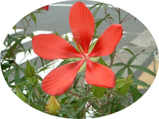 Hibiscus coccineus